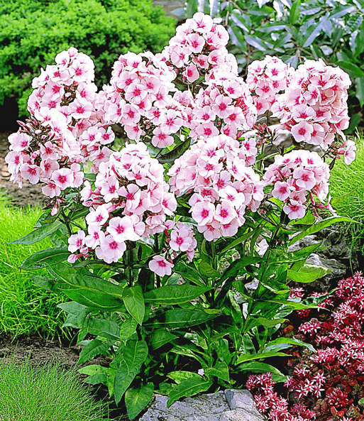 Duft-Phlox 'Rosa'