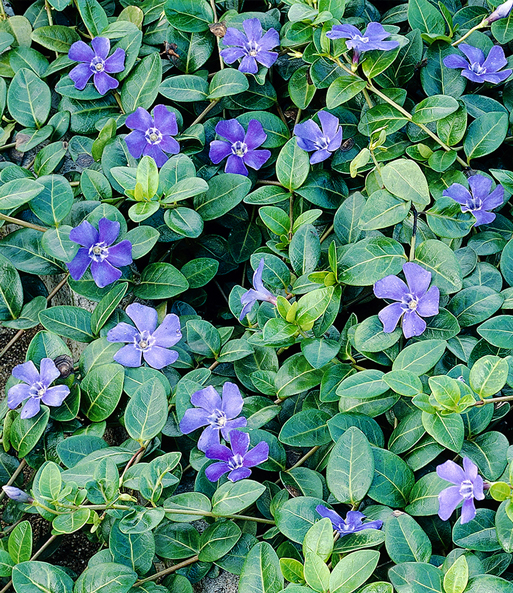 Vinca minor 'Blau'