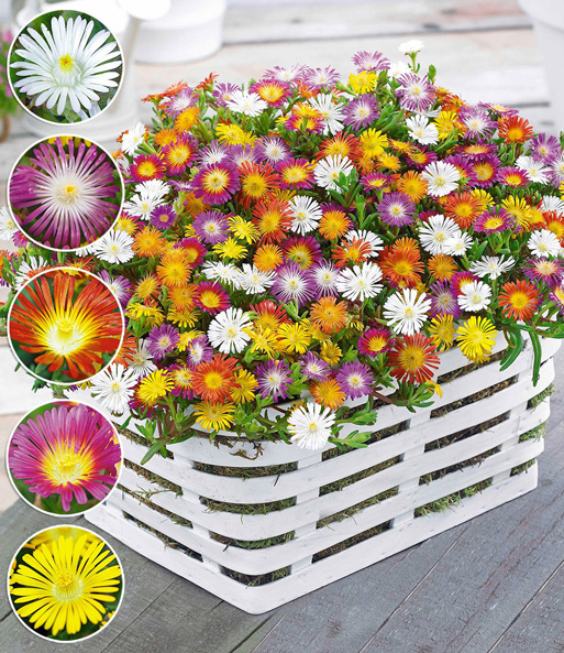 Der winterharte Eisblumen 'Wheels of Wonder' Farbmix Blüht farbenfroh in einen Korb. Eingeblendet werden die 5 verschiedenfarbigen Blüten.