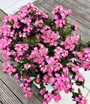 Zwerg-Hortensie 'Daredevil'