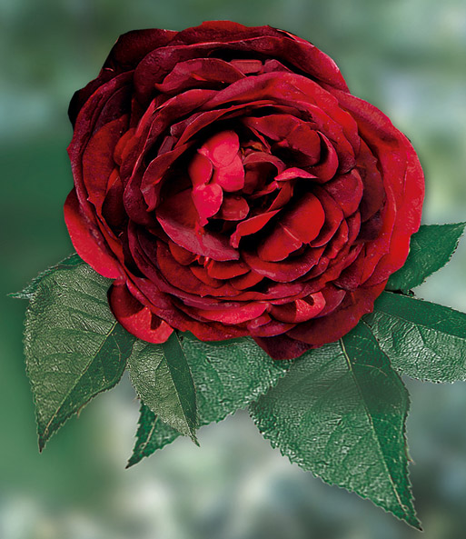 Rose 'Noir de Malicorne®'
