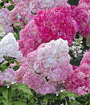 Freiland-Hortensie 'Vanille Fraise®'