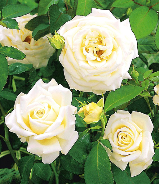 Kletter-Rose 'Blanche Colombe®'