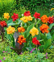 Canna-Mix 'CannaSol®'