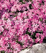 3er Phlox-Mix 'Flowers of the Sea'