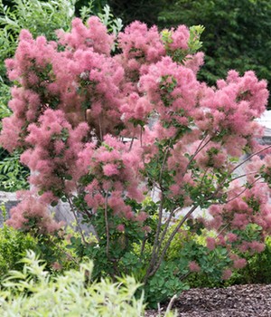 Perückenstrauch Cotinus 'Smokey Joe®'