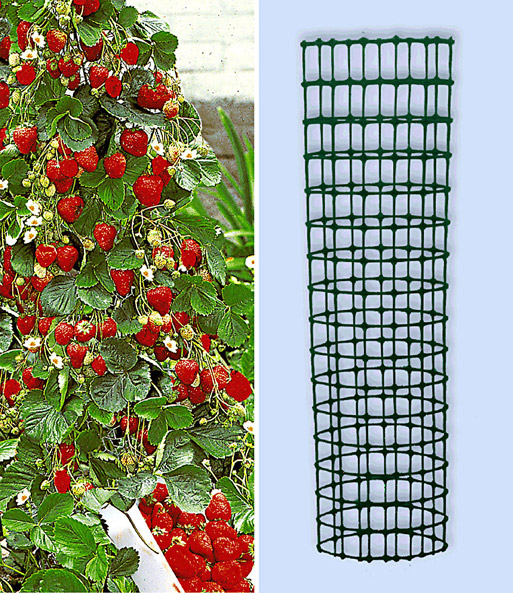 Bildcollage der Kletter-Erdbeere „Hummi“ und des dekorativen Rankturms.