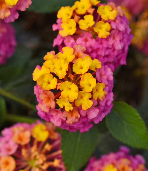 Nahaufnahme eines Blüten Ballen der Lantana Wandelröschen 'PassionFruit'. Die einzelnen Blüten zeigen einen farbverlauf von gelb nach pink.