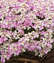 Iberis 'Pink Ice®'