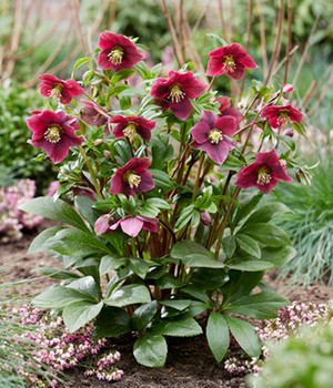 Christrose 'ViV® Victoria'