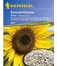 Sonnenblume 'Snack'