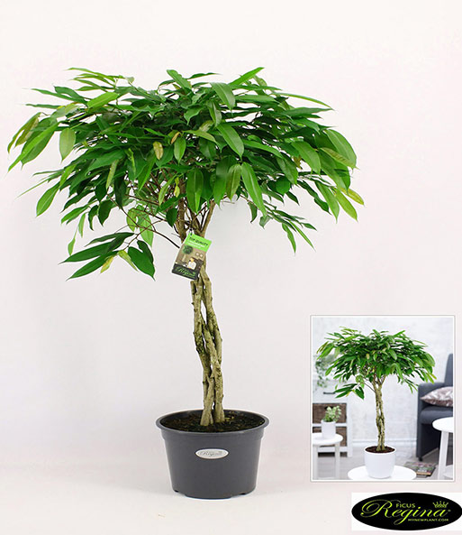 Ficus Amstel King mit geflochtenem Stamm ca. 100-110 cm hoch