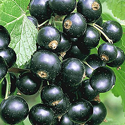 Johannisbeeren