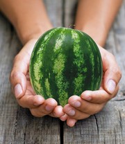 Mini-Wassermelone 'Mini Love' F1