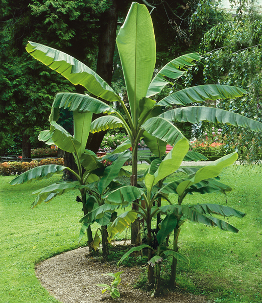 Winterharte Banane 'grün'