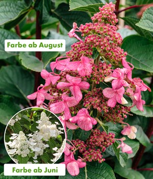 Rispen-Hortensie 'Living Infinity'