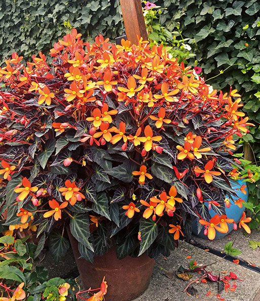 Begonie 'Glowing Embers®'