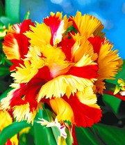Papageien-Tulpe 'Double Flaming Parrot'