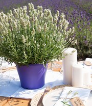 Lavendel 'White Summer'