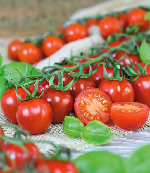 Veredelte Kirsch-Tomate 'Rubylicious' F1