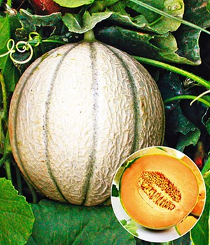 Veredelte Zuckermelone 'Sivan' F1