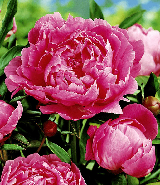 Päonie 'Alexander Fleming'