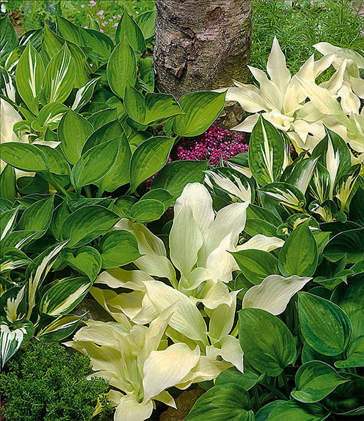 Hosta-Mix 'Exklusiv'