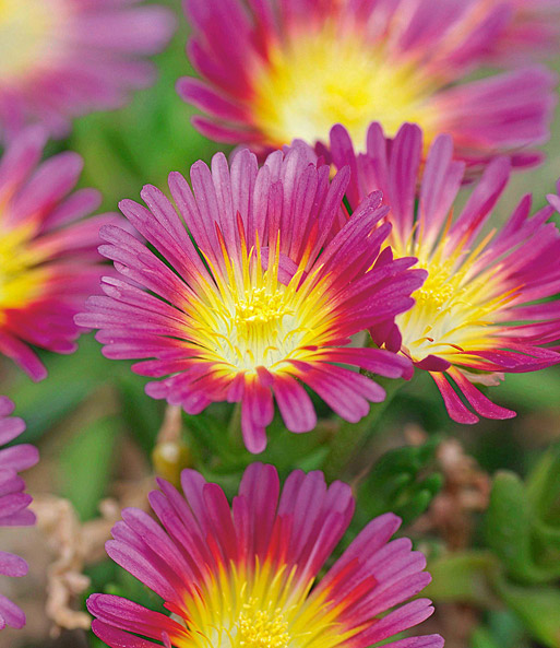 Nahaufnahme der gelb-pinken Blüte aus dem winterharten Eisblumen 'Wheels of Wonder' Farbmix,