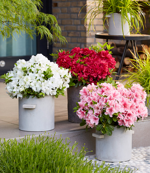 Zwerg-Azalee 'Encore® Autumn'