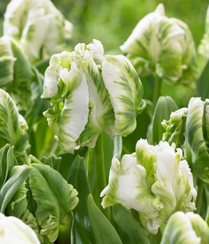 Papageien-Tulpe 'Super Parrot'