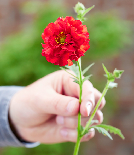 Eine Person hält eine Blüte der Geum „Firestarter“ samt Stil mit zwei Fingern wie eine Rose.