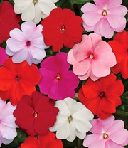 Impatiens-Mix 'Beacon®'