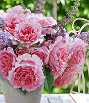 Kletter-Rose 'Bienvenue®'