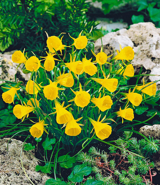 Mini-Narzisse 'Golden Bells'