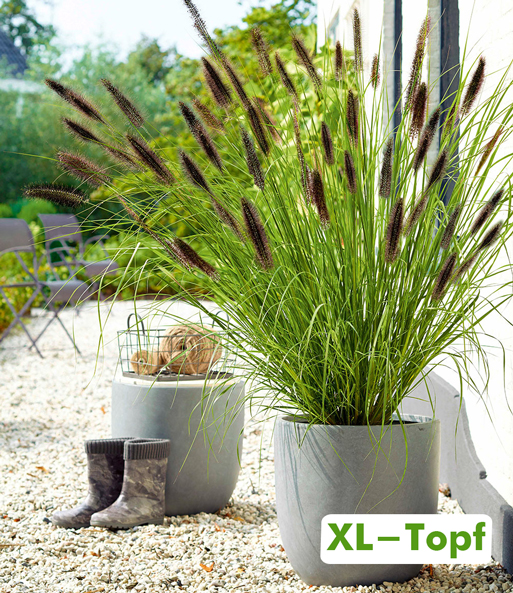 Schwarzes Lampenputzergras im 14 cm XL-Topf