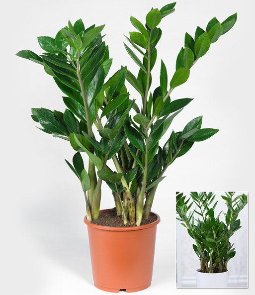 Zamioculcas ca. 55-65 cm hoch