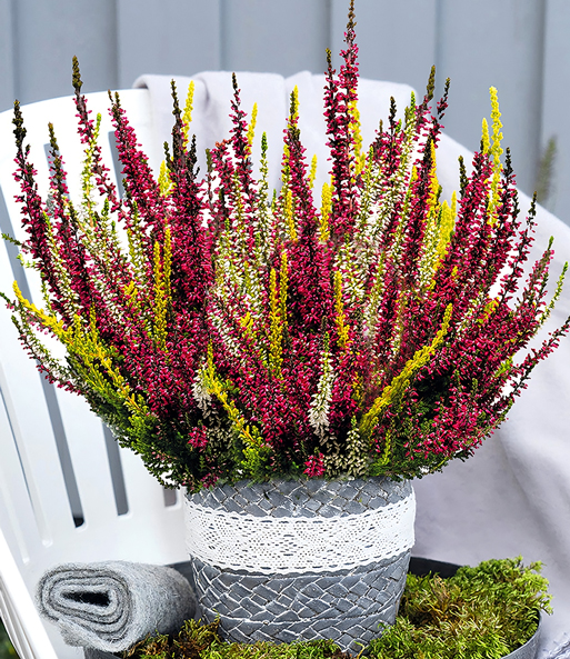 Calluna Knospenheide 'Colour Twister®' im 17 cm XXL-Topf