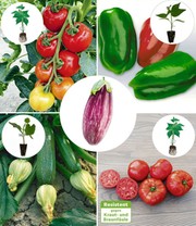 Veredelte Gemüse-Kollektion 'Ratatouille'