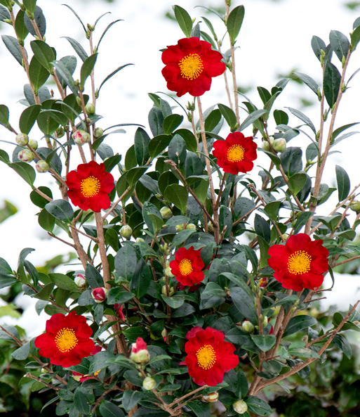 Winterblüher Kamelie 'Yuletide'