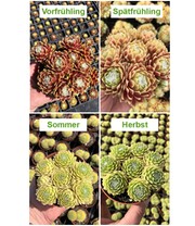 Sempervivum 'Lemon Flare®'