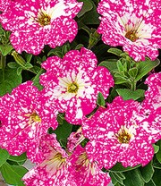 Petunie 'Constellation® Magenta Comet'