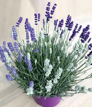 Lavendel-Trio 'Bee Zee'