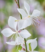 Prachtkerze - Gaura 'Weiß'