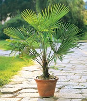 Winterharte Kübel-Palme im 19 cm Topf