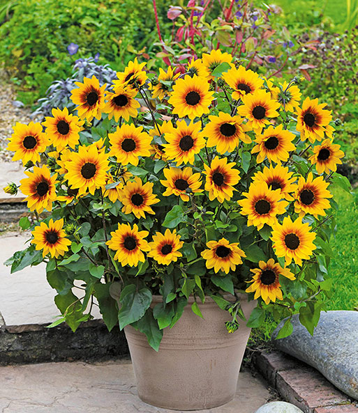 Balkon-Sonnenblume 'SunBelievable®' - 1 Pflanze