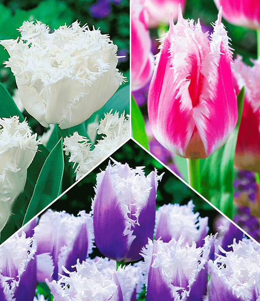 Crispa-Tulpen Kollektion