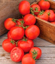 Veredelte Strauch-Tomate 'Oh Happy Day' F1