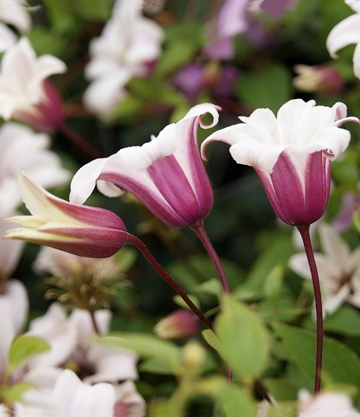 Tulpen-Clematis 'Princess Kate®', im 2-Liter Topf