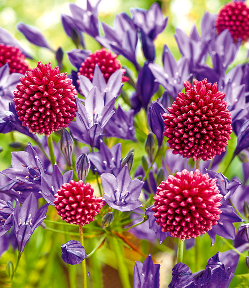 Allium-Triteleia-Mix