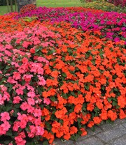 Impatiens-Mix 'Beacon®'